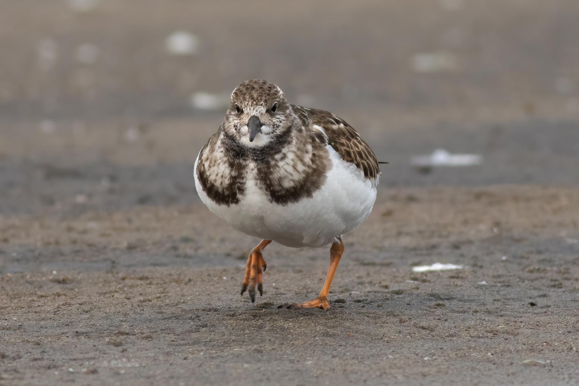 tourne-pierre-a-collier-ruddy turnstone